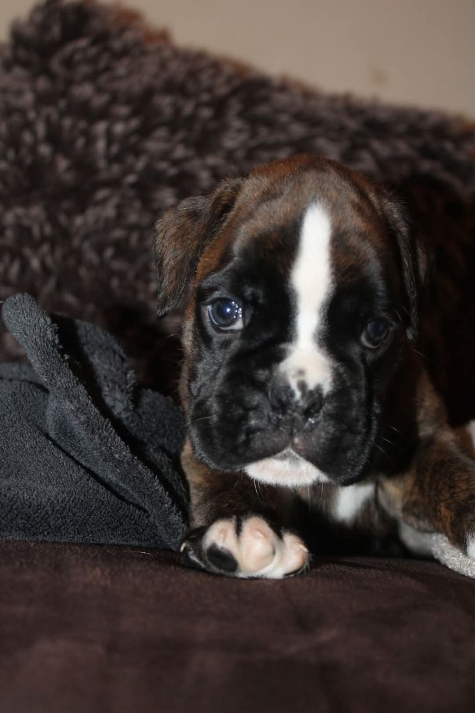 Du Clan Vanadis - Chiot disponible  - Boxer