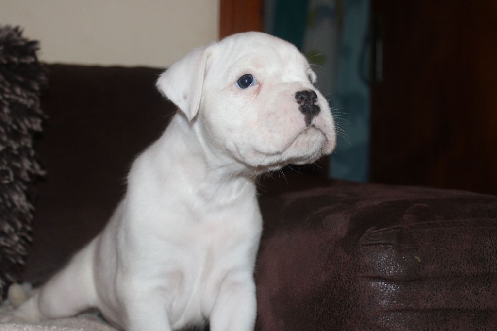 Du Clan Vanadis - Chiot disponible  - Boxer