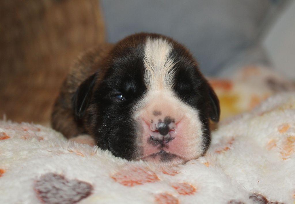 Du Clan Vanadis - Chiot disponible  - Boxer