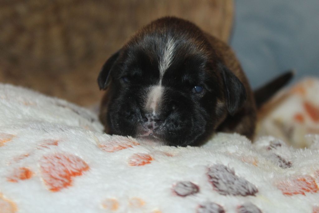 Du Clan Vanadis - Chiot disponible  - Boxer