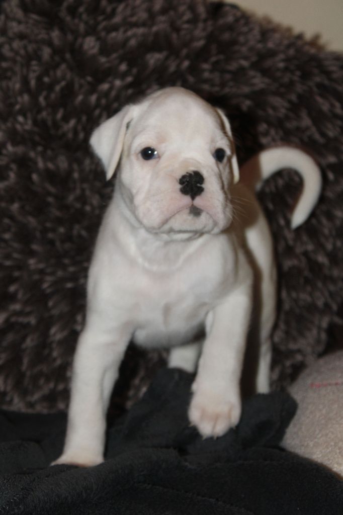 Du Clan Vanadis - Chiot disponible  - Boxer