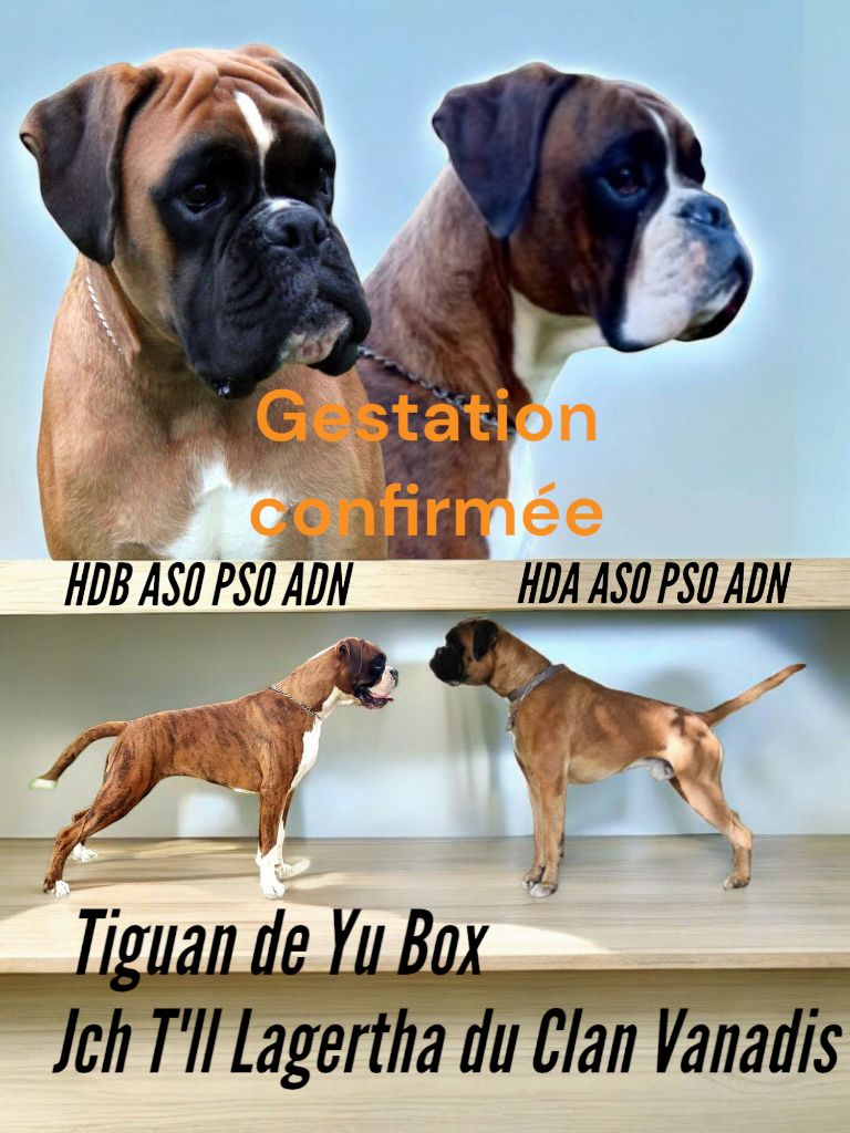 Gestation confirmée 