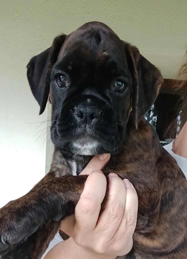 Du Clan Vanadis - Chiots disponibles - Boxer