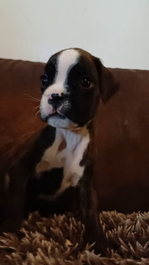 Du Clan Vanadis - Chiots disponibles - Boxer