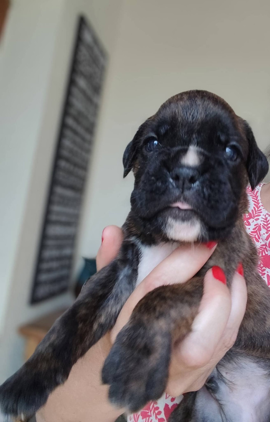 Du Clan Vanadis - Chiots disponibles - Boxer