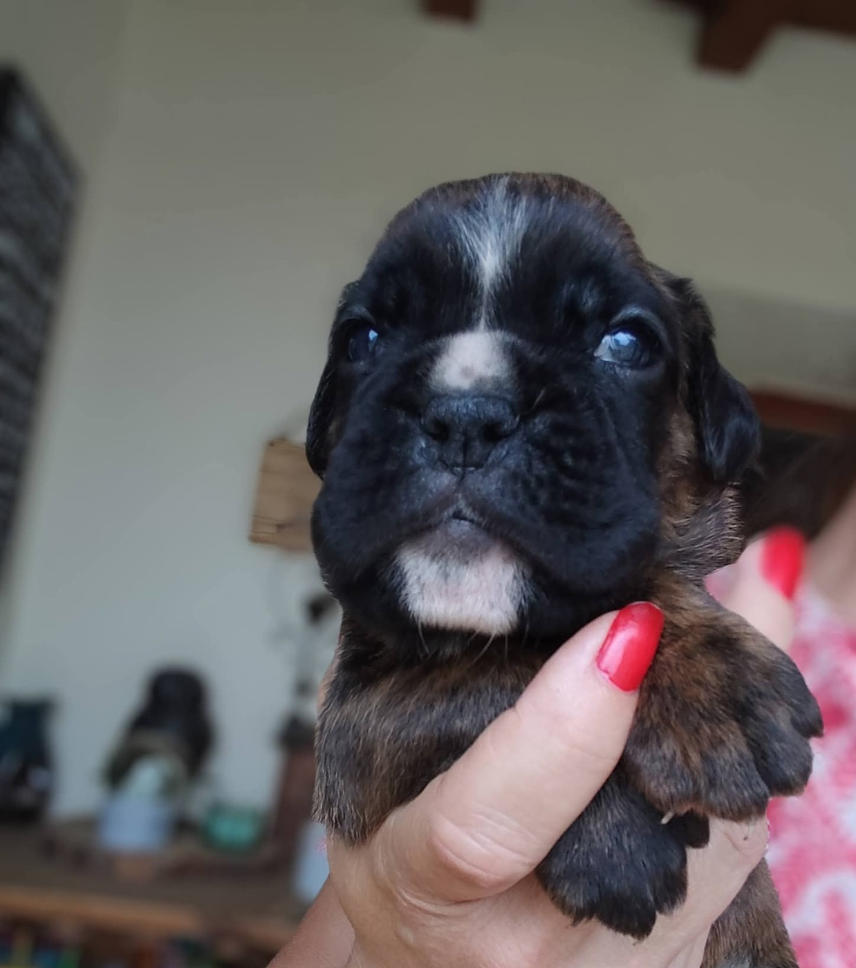 Du Clan Vanadis - Chiots disponibles - Boxer