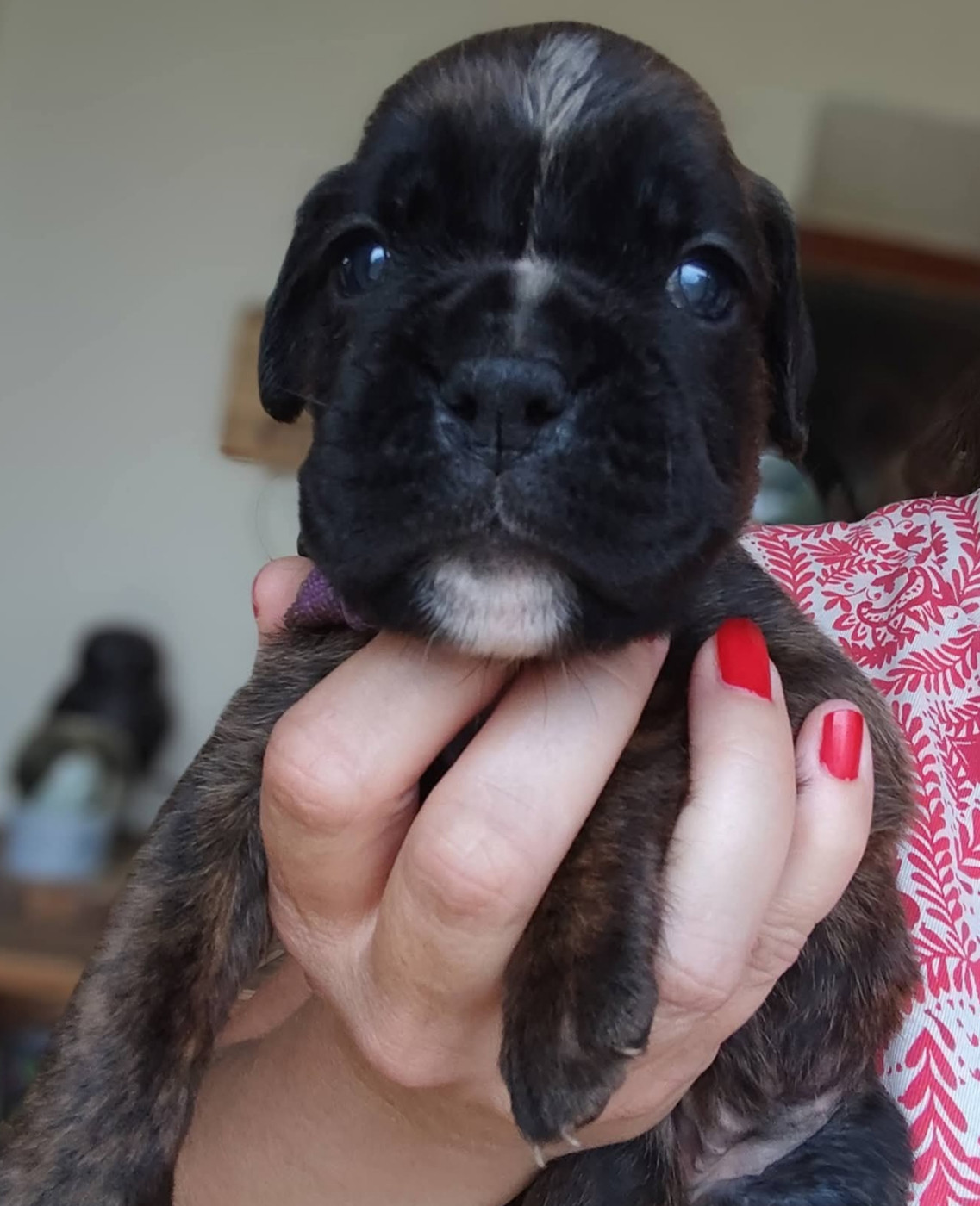 Du Clan Vanadis - Chiots disponibles - Boxer