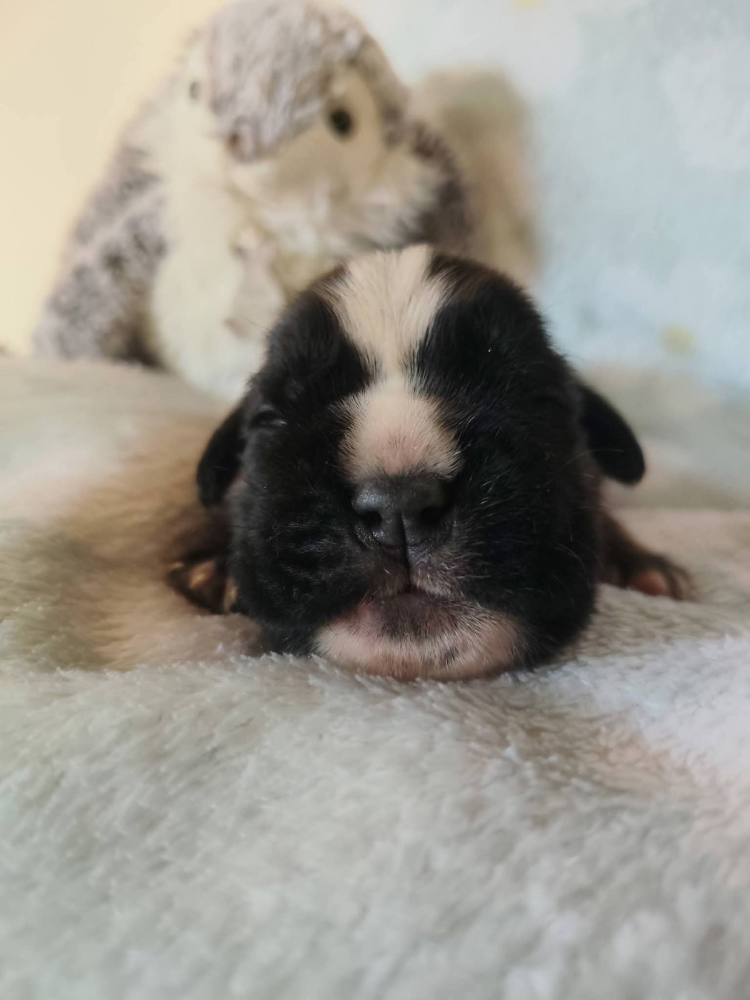 Du Clan Vanadis - Chiots disponibles - Boxer