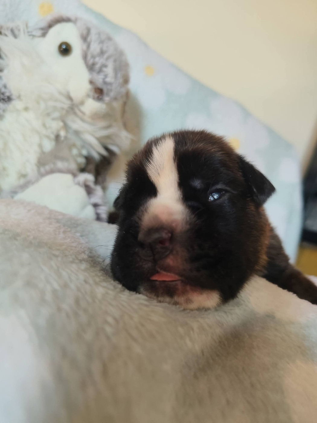 Du Clan Vanadis - Chiots disponibles - Boxer