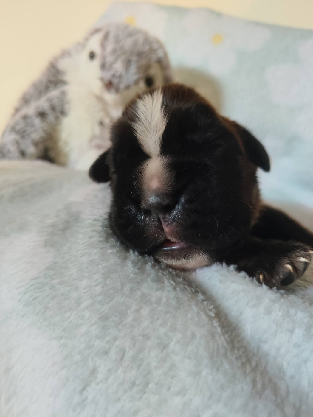 Du Clan Vanadis - Chiots disponibles - Boxer