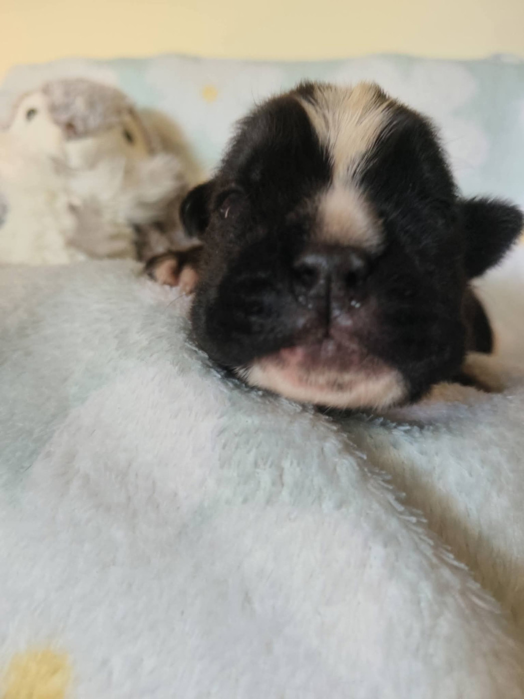 Du Clan Vanadis - Chiots disponibles - Boxer