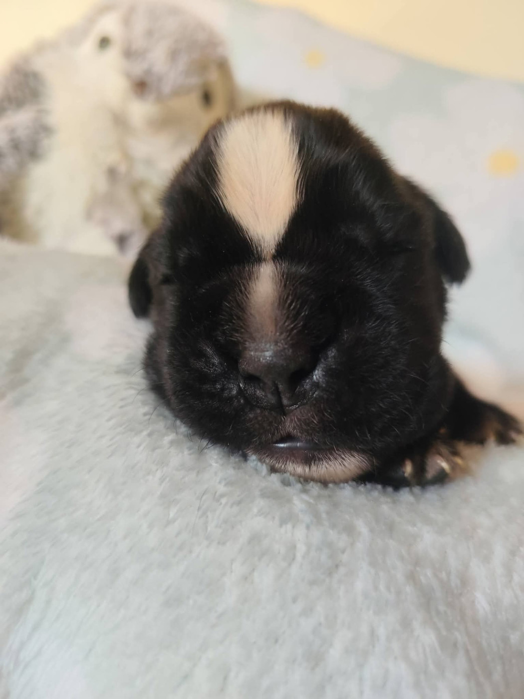 Du Clan Vanadis - Chiots disponibles - Boxer