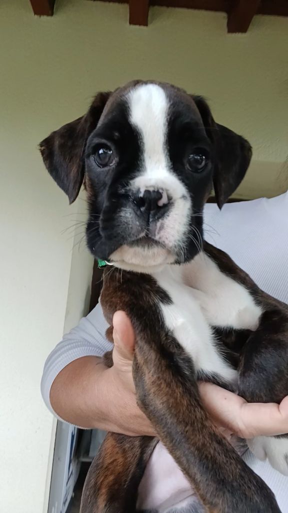 Du Clan Vanadis - Chiots disponibles - Boxer