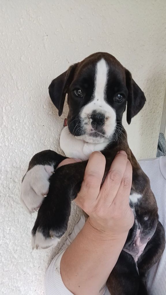 Du Clan Vanadis - Chiots disponibles - Boxer