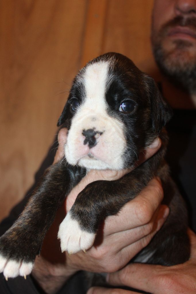 Du Clan Vanadis - Chiots disponibles - Boxer