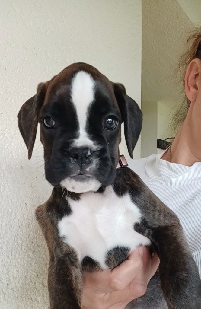 Du Clan Vanadis - Chiots disponibles - Boxer