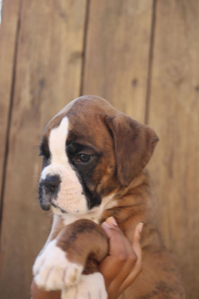 Du Clan Vanadis - Boxer - Portée née le 10/07/2024