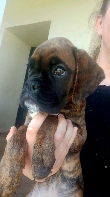 Arya