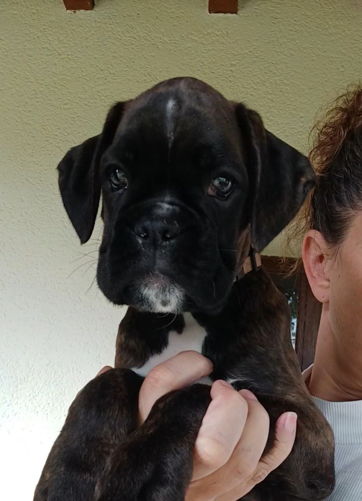Du Clan Vanadis - Chiots disponibles - Boxer
