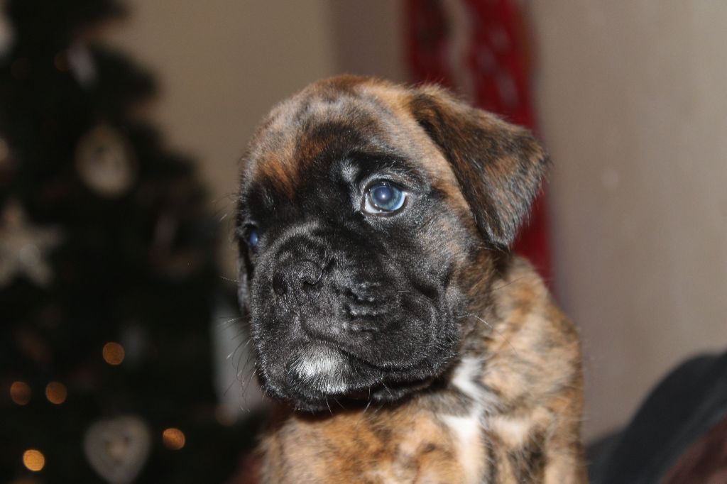 Du Clan Vanadis - Boxer - Portée née le 07/12/2024