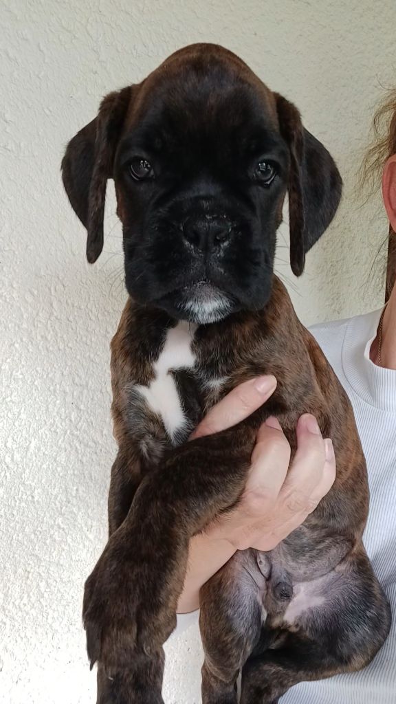 Du Clan Vanadis - Chiots disponibles - Boxer