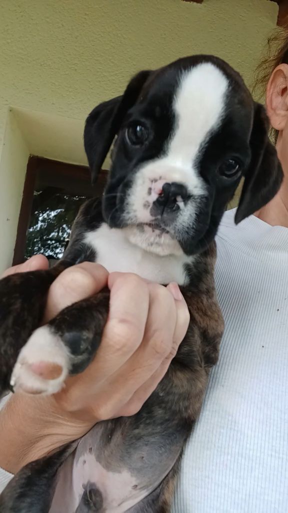 Du Clan Vanadis - Chiots disponibles - Boxer